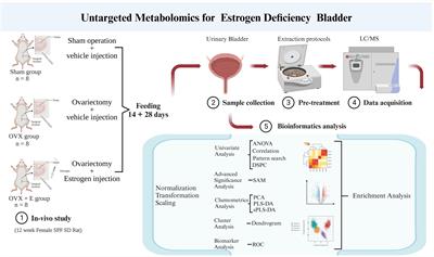 Exploratory metabolomic analysis for characterizing the metabolic profile of the urinary bladder under estrogen deprivation